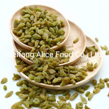 Wholesale Dried Green Raisins Price Turpan Raisins Long Shape Xinjiang Raisins